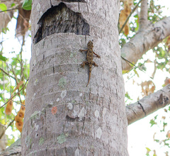 Hemidactylus mercatorius