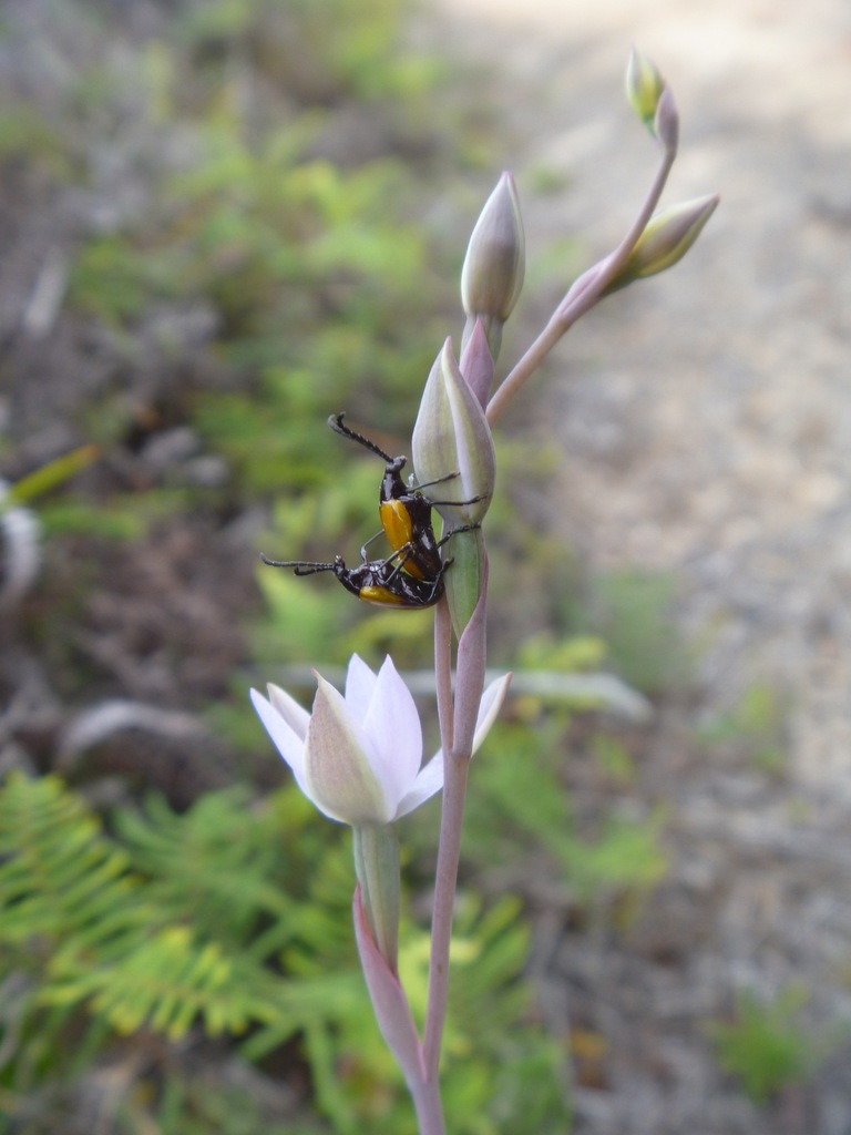 Stethopachys javeti