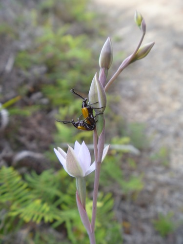 Stethopachys javeti