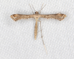 Stenoptilodes brevipennis