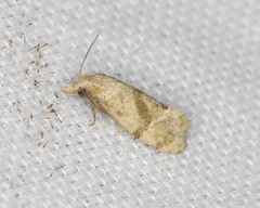 Platphalonidia