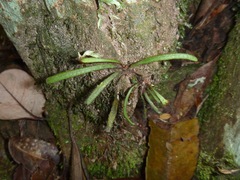 Oreogrammitis neocaledonica