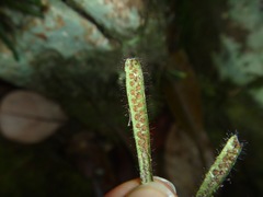 Oreogrammitis neocaledonica