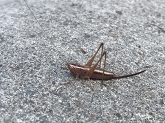 Conocephalus saltans