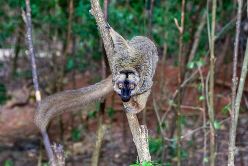 Common Brown Lemur