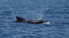 Globicephala
