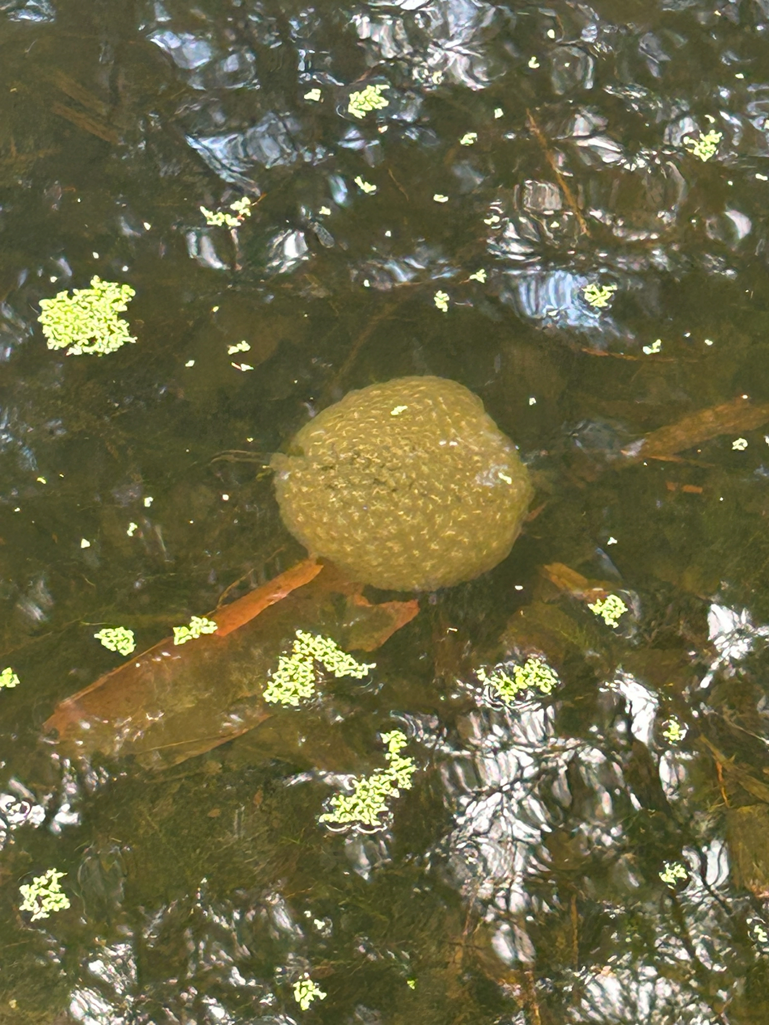 Pectinatella magnifica (Leidy, 1851)