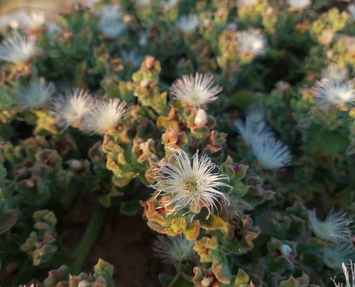 Crystalline ice plant