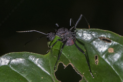 Polyrhachis armata