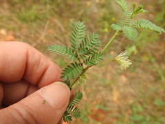 Desmanthus acuminatus