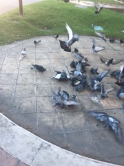 Columba livia domestica