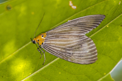 Neochera dominia