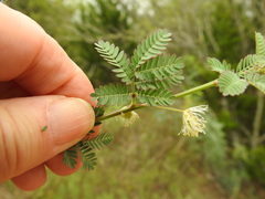Desmanthus acuminatus