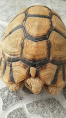 Testudo kleinmanni