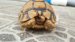 Testudo kleinmanni