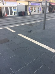 Columba livia domestica