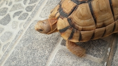 Testudo kleinmanni