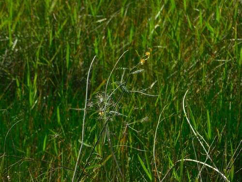 Meadow Jointvetch (Aeschynomene pratensis)