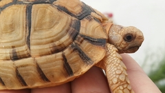 Testudo kleinmanni