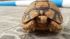 Testudo kleinmanni