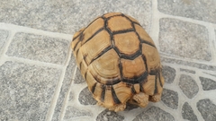 Testudo kleinmanni
