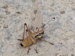 Eupholidoptera megastyla