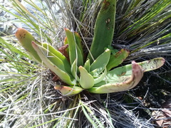 Echeveria walpoleana