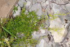 Galium lucidum