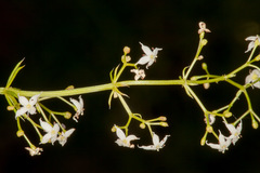 Galium lucidum