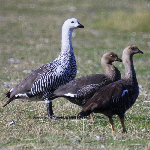 Ouette de Magellan (Chloephaga picta)