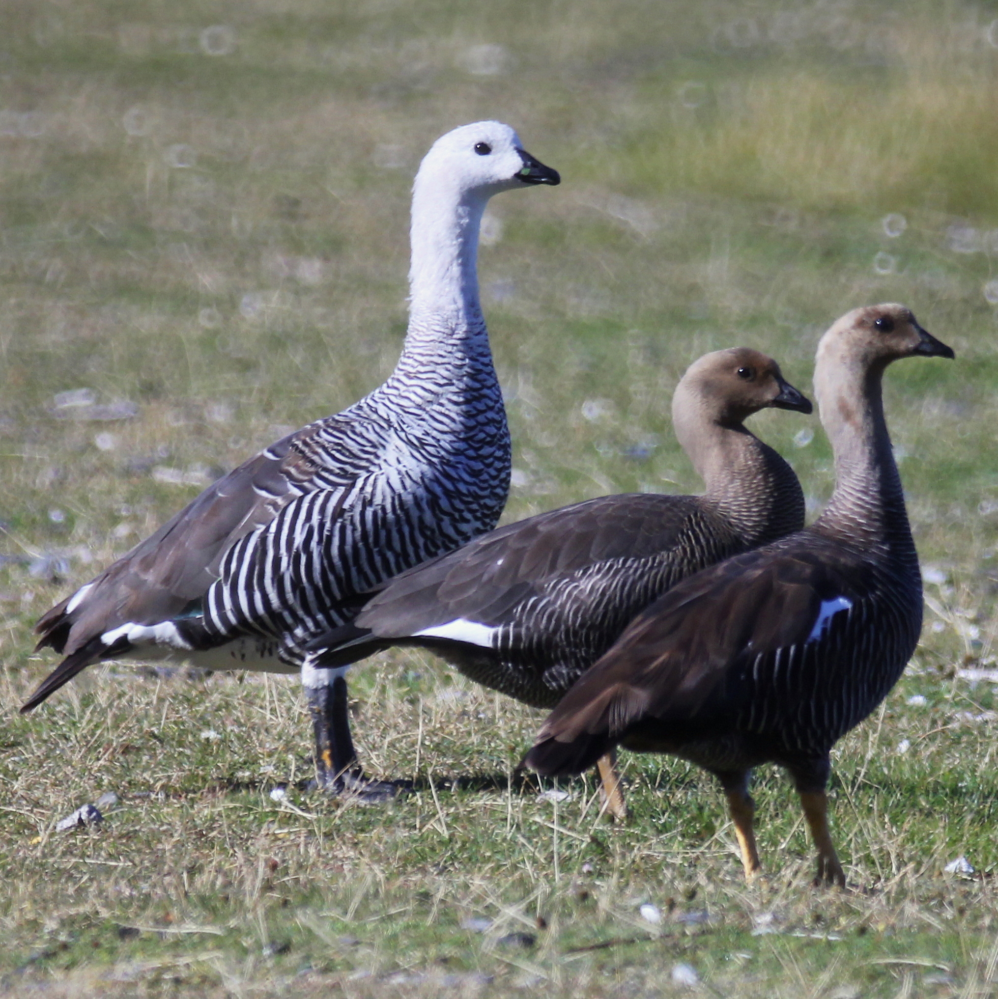 Upland Goose (Chloephaga picta)