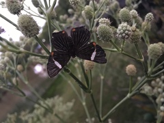 Riodina lycisca