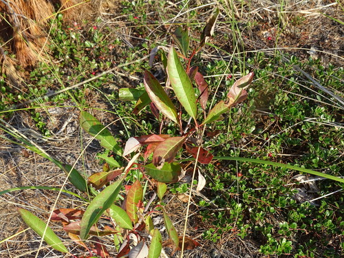 sand cherry