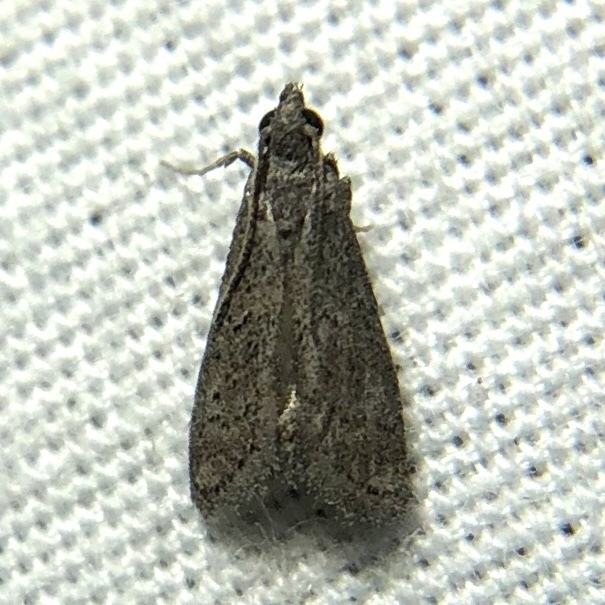 Cacotherapia unicoloralis