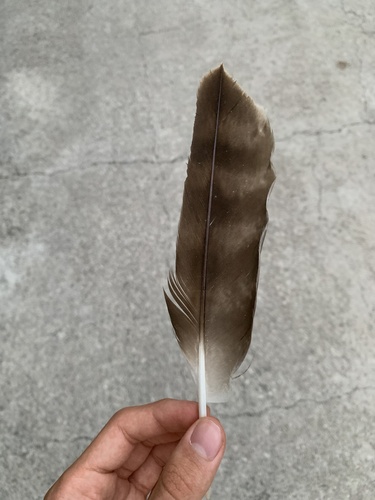 Plume de Aigle botté