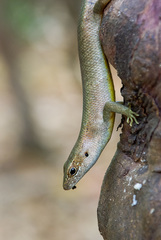Trachylepis comorensis