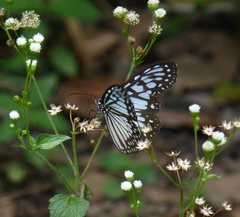 Ideopsis