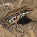 Cope's Assam Frog - Photo (c) Vijay Anand Ismavel, some rights reserved (CC BY-NC-SA)