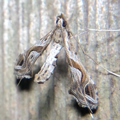 Lineodes integra