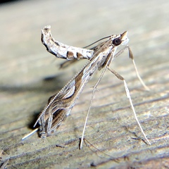 Lineodes integra