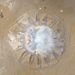 Rhizostomatidae