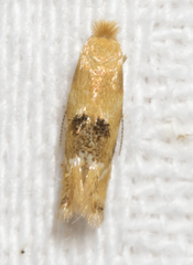 Bucculatrix coronatella