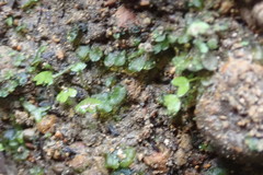 Lunularia cruciata