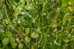 Galium palustre
