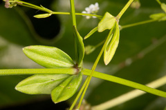Galium palustre