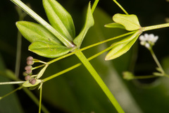 Galium palustre