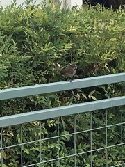 Melospiza melodia morphna