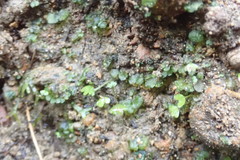 Lunularia cruciata