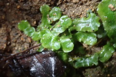 Lunularia cruciata