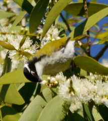 Melithreptus albogularis